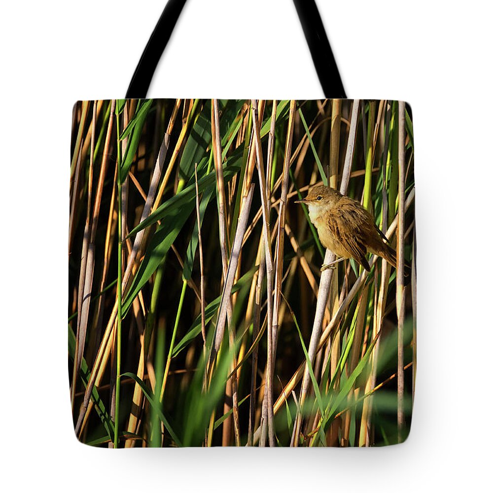 Warbler Tote Bag featuring the photograph Eurasian reed warbler, acrocephalus scirpaceus by Elenarts - Elena Duvernay photo