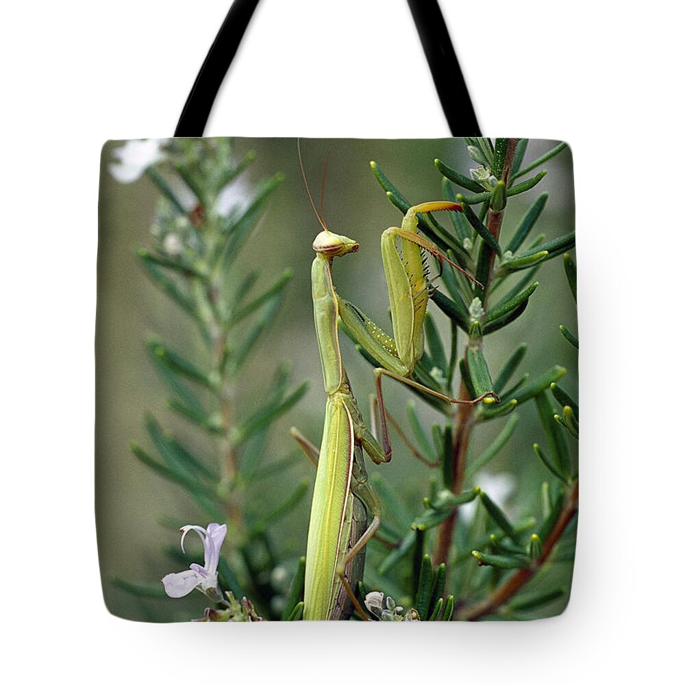 Mp Tote Bag featuring the photograph European Mantid Mantis Religiosa by Konrad Wothe