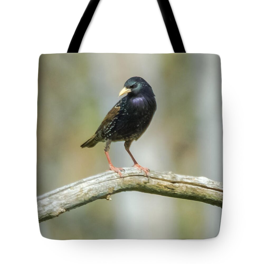 European Starling Tote Bag featuring the photograph European Starling by Holden The Moment