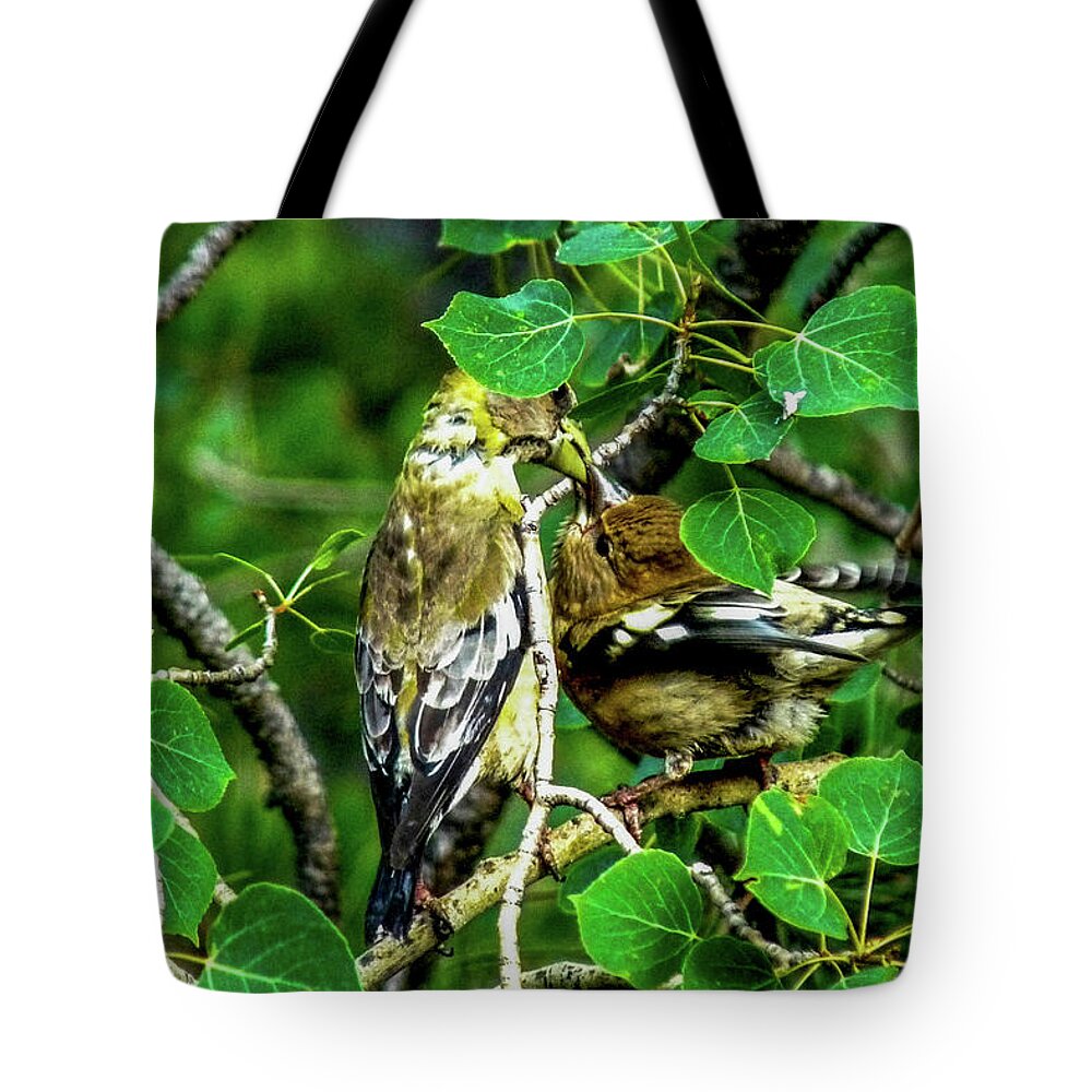 Colorado Tote Bag featuring the photograph Evening Grosbeaks - Mother Feeding Baby by Marilyn Burton