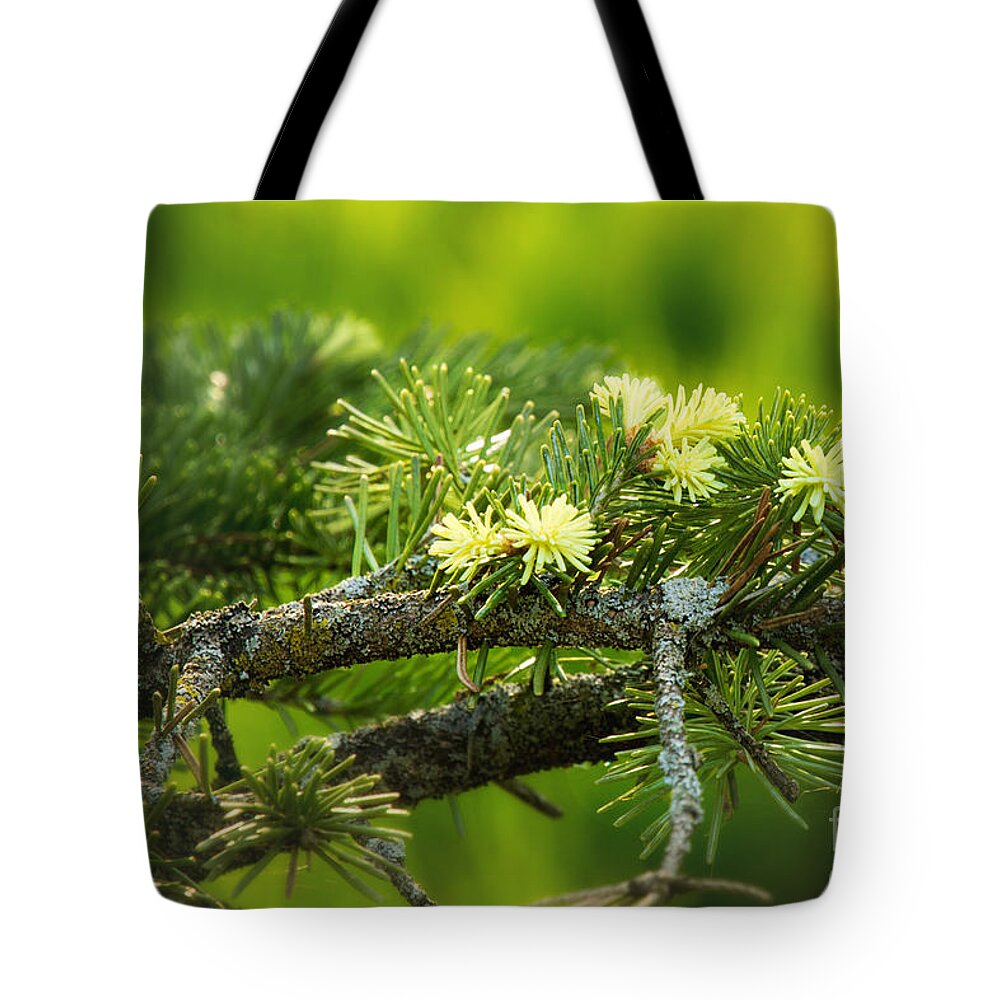 Nature Tote Bag featuring the photograph Evergreen New Growth by Sharon McConnell