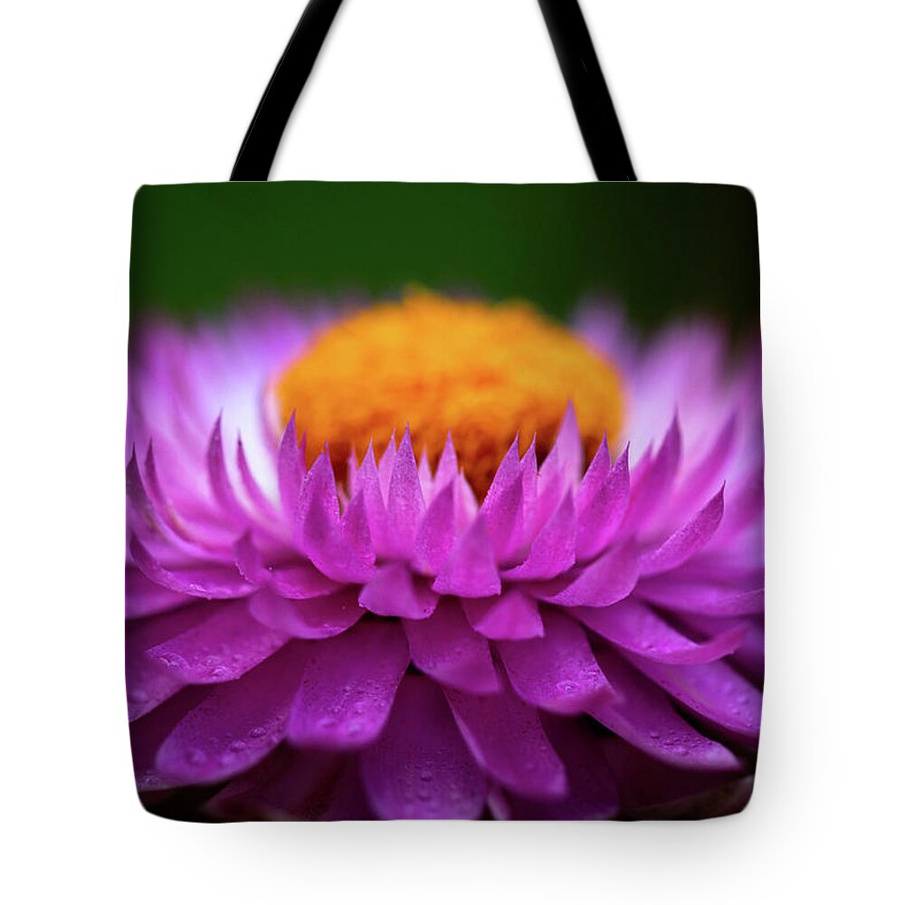Flower Tote Bag featuring the photograph Everlasting by Carrie Hannigan