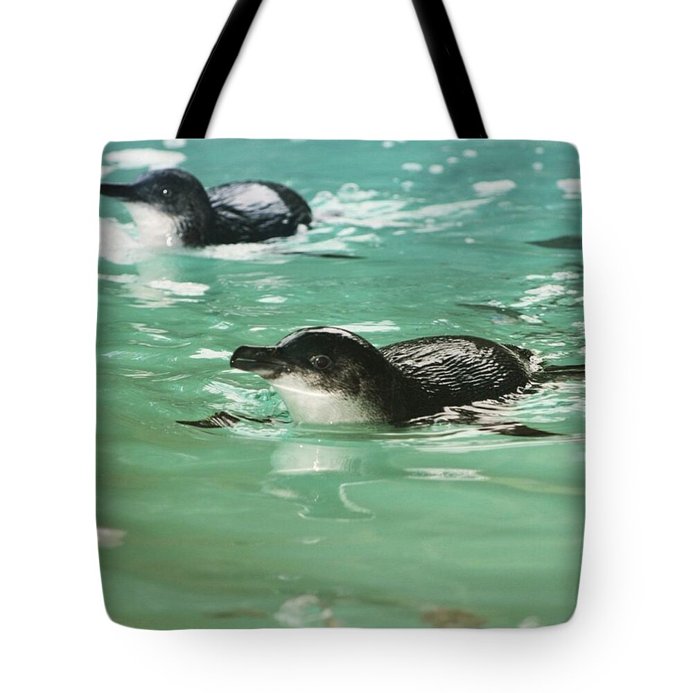Cute Tote Bag featuring the photograph Little Penguin by Cat Penaluna