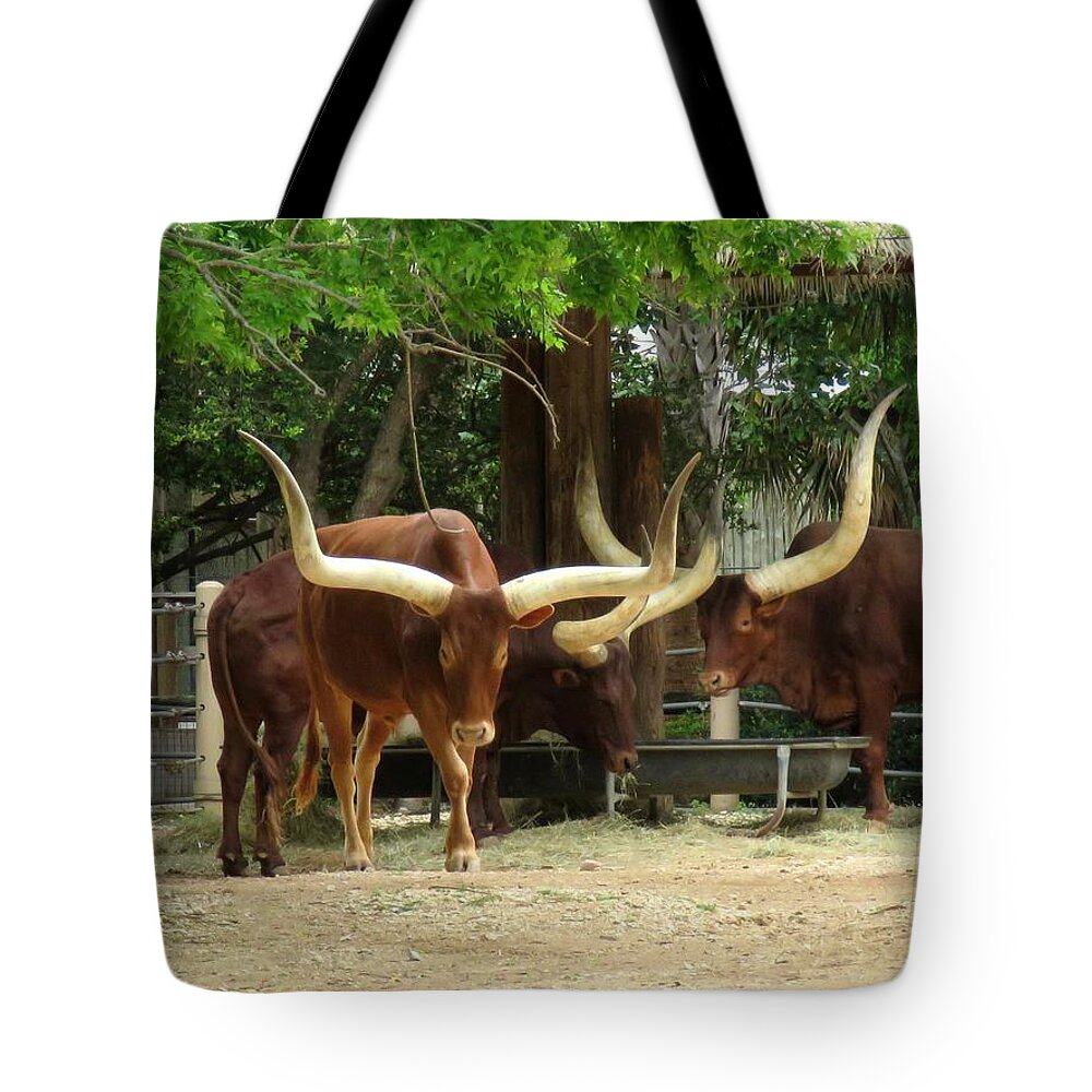 Ankole Cattle Tote Bag featuring the photograph Everything IS bigger in Texas by Keith Stokes