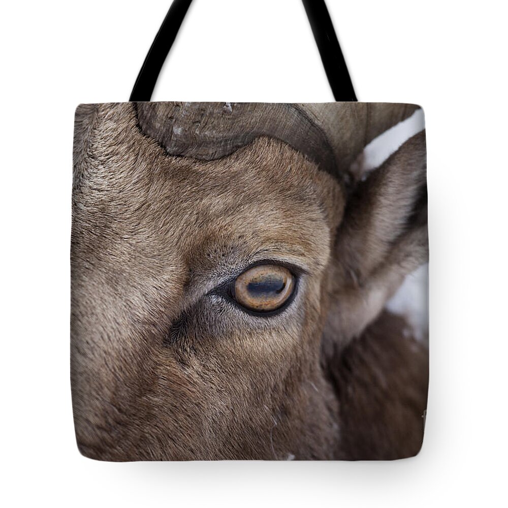Sheep Tote Bag featuring the photograph Eye On You by Douglas Kikendall