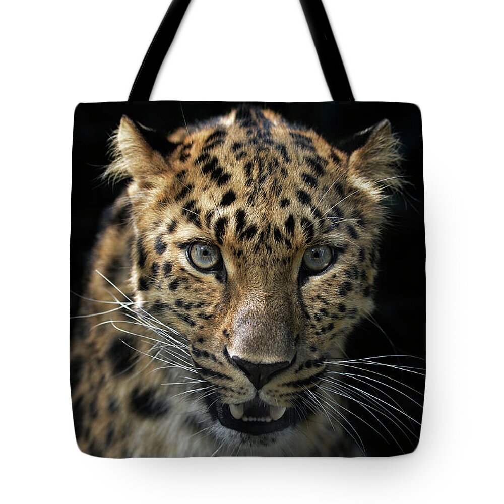 Portrait Tote Bag featuring the photograph Face To Face With The Panther by Joachim G Pinkawa
