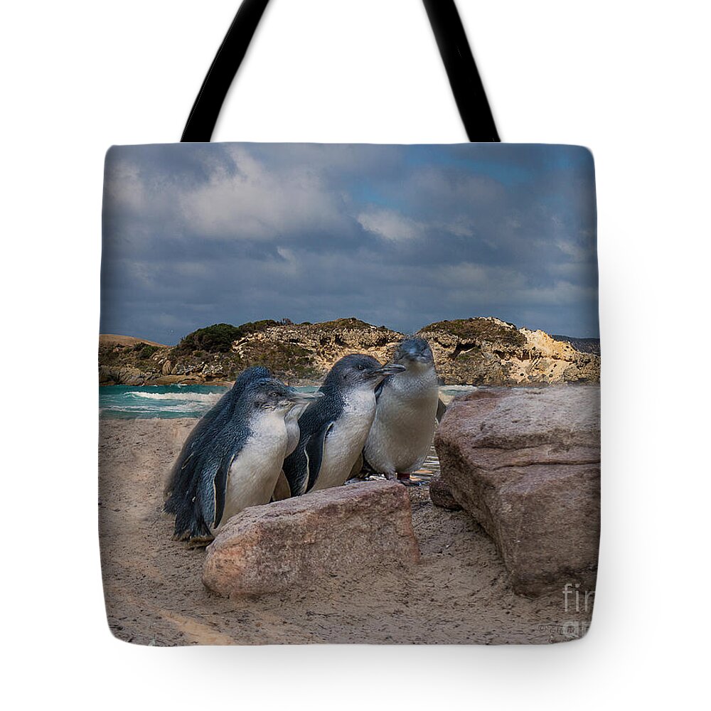 Fairy Penguins Tote Bag featuring the photograph Fairy Penguins by Elaine Teague