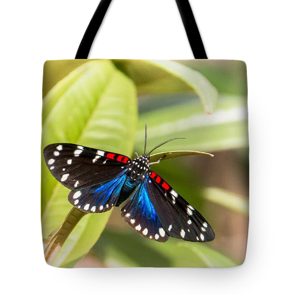 Arctiidae Tote Bag featuring the photograph Faithful Beauty by Amanda Mohler