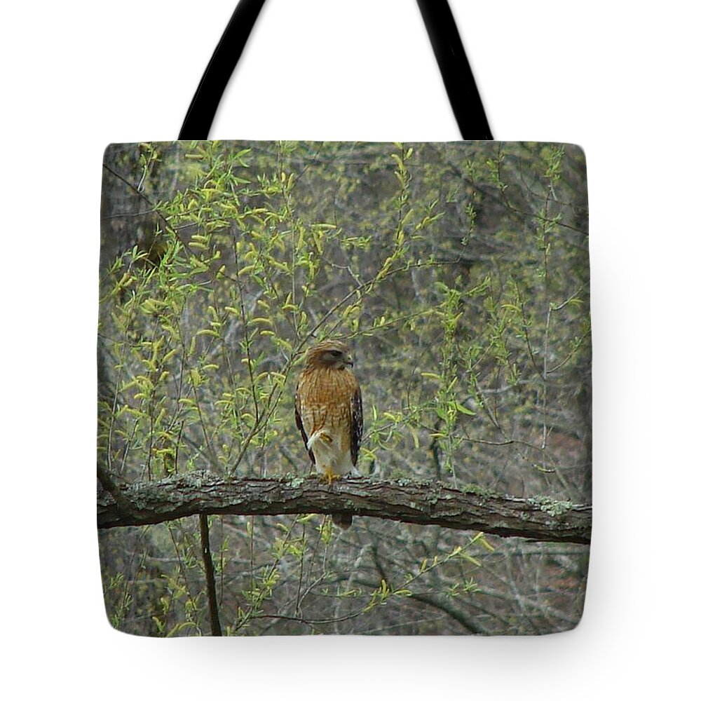 Bird Tote Bag featuring the photograph Bird of Prey by Carl Moore