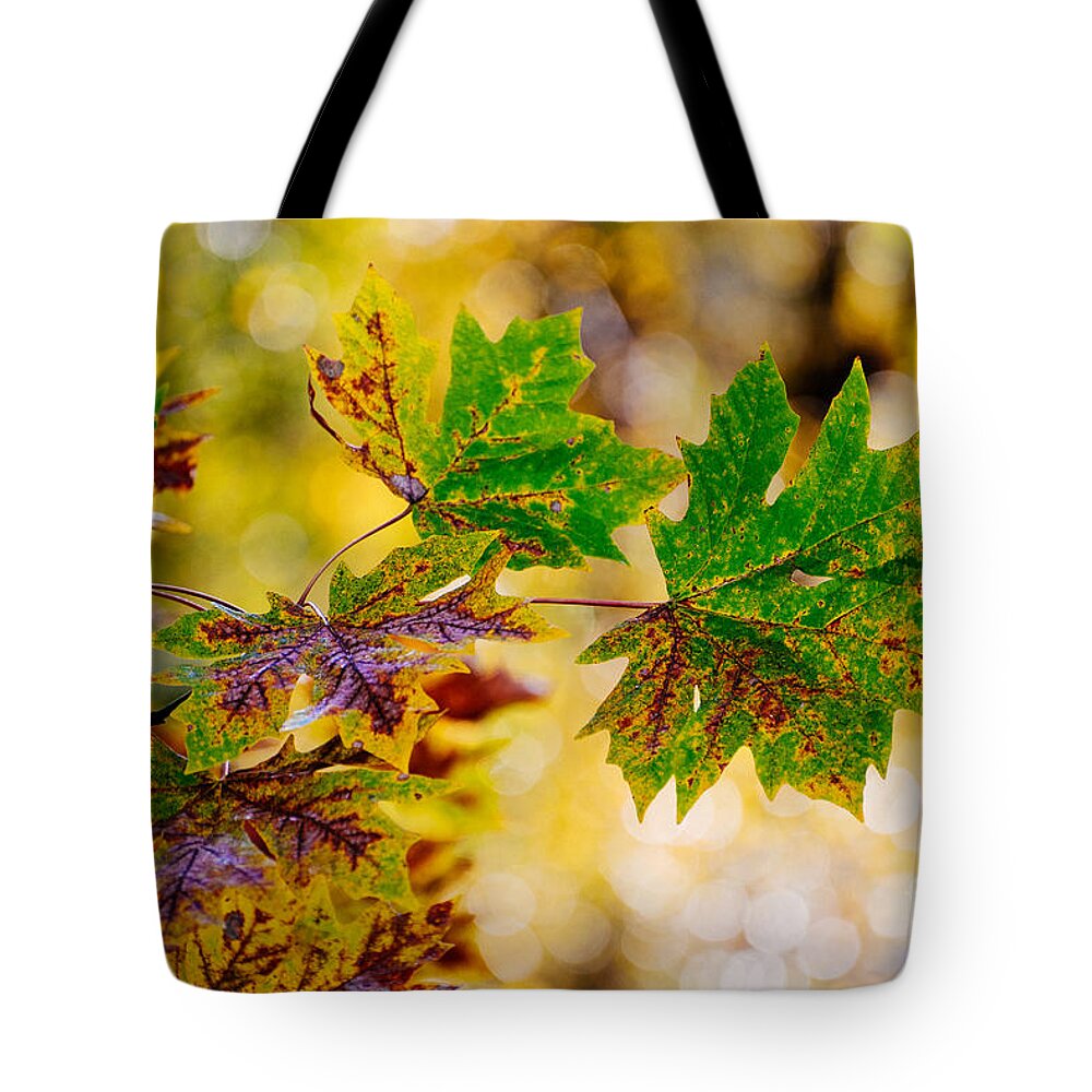 Leaves Tote Bag featuring the photograph Fall Changes Everything by Mary Jane Armstrong