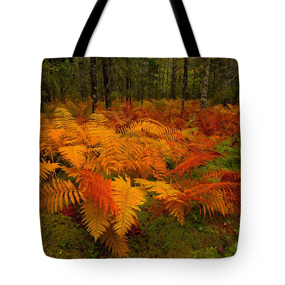 Autumn Tote Bag featuring the photograph Fall Cinnamon Fern Meadow #1 by Irwin Barrett