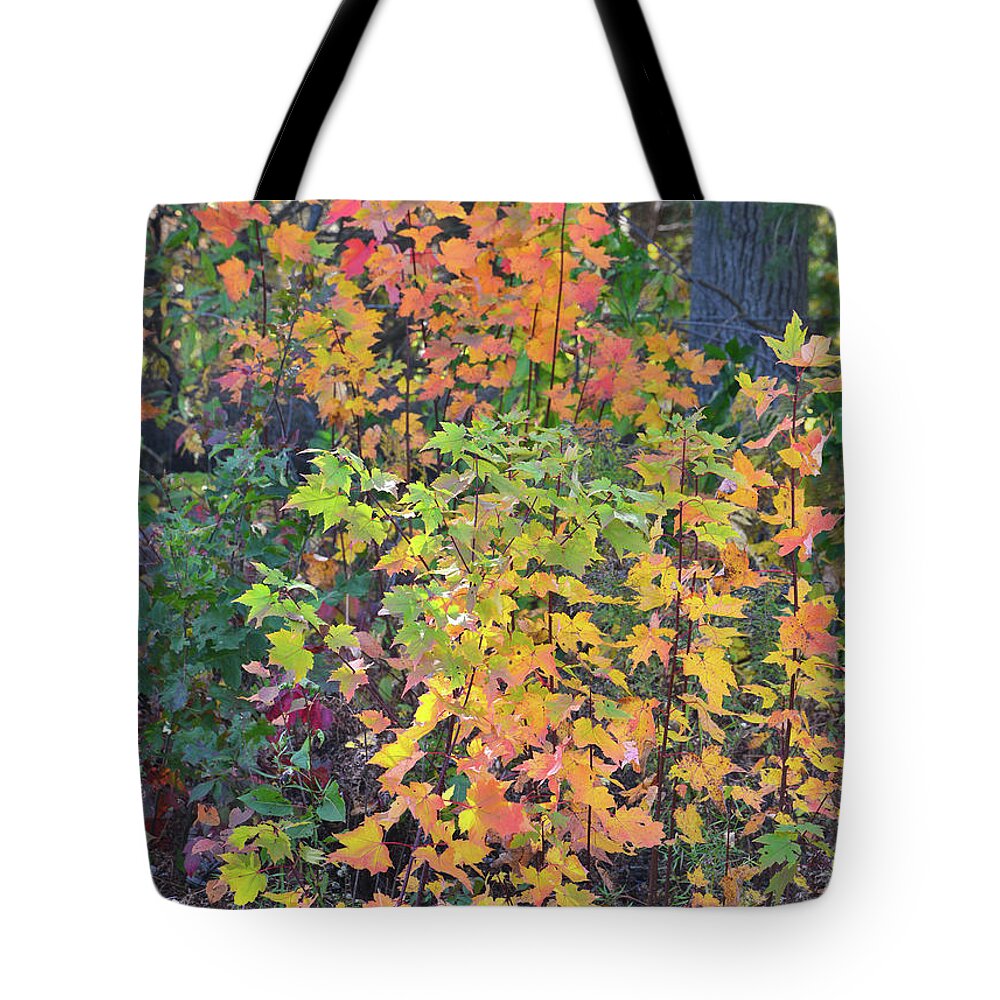 Wisconsin Tote Bag featuring the photograph Fall Colors of Wisconsin by Ray Mathis