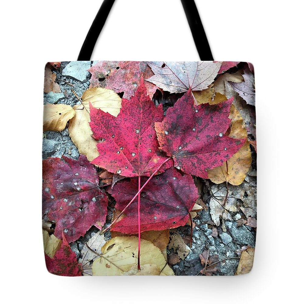Fall Colors Tote Bag featuring the photograph Fall Colors by Robert J Wagner