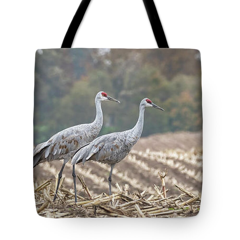 Sandhill Cranes Tote Bag featuring the photograph Fall Cranes 2016 by Thomas Young