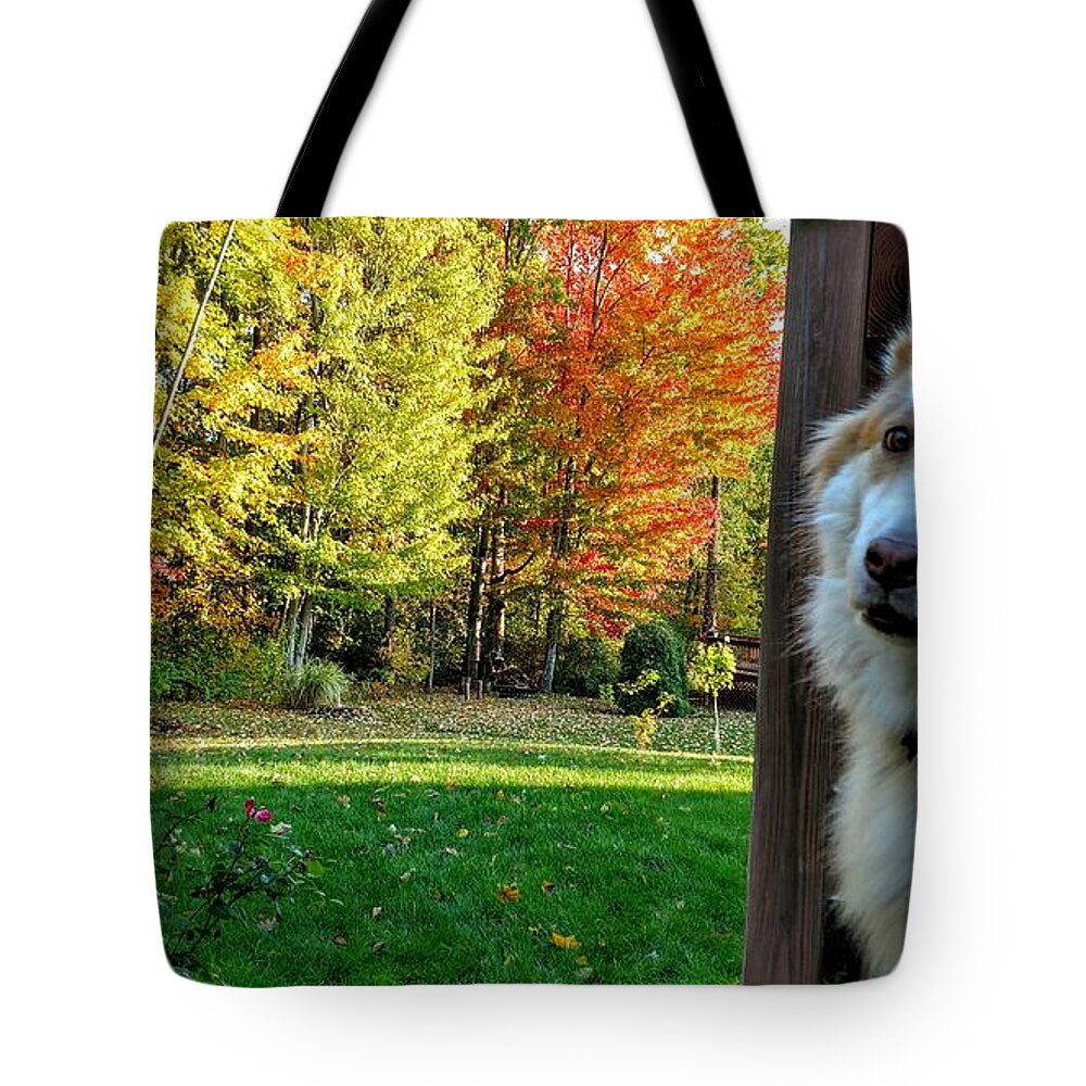  Tote Bag featuring the photograph Fall Ducati by Brad Nellis