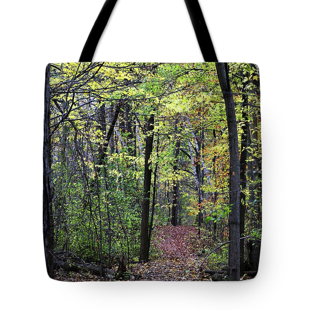 Fall Tote Bag featuring the photograph Fall Forest 1 110417 by Mary Bedy