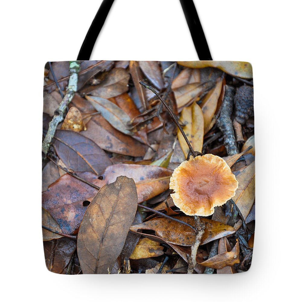 Louisiana Tote Bag featuring the photograph Fall Forest by Bonnie Marquette