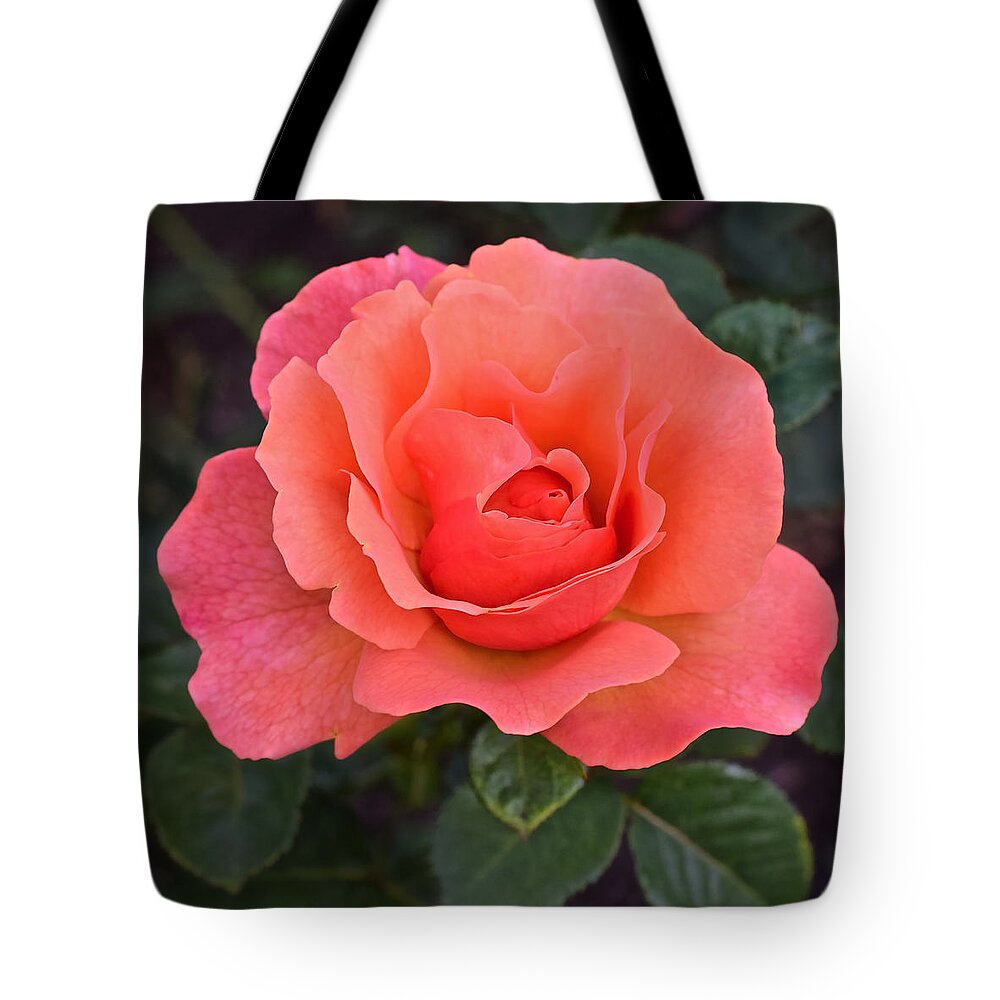 Rose Tote Bag featuring the photograph Fall Gardens Rosh Hashana Rose by Janis Senungetuk