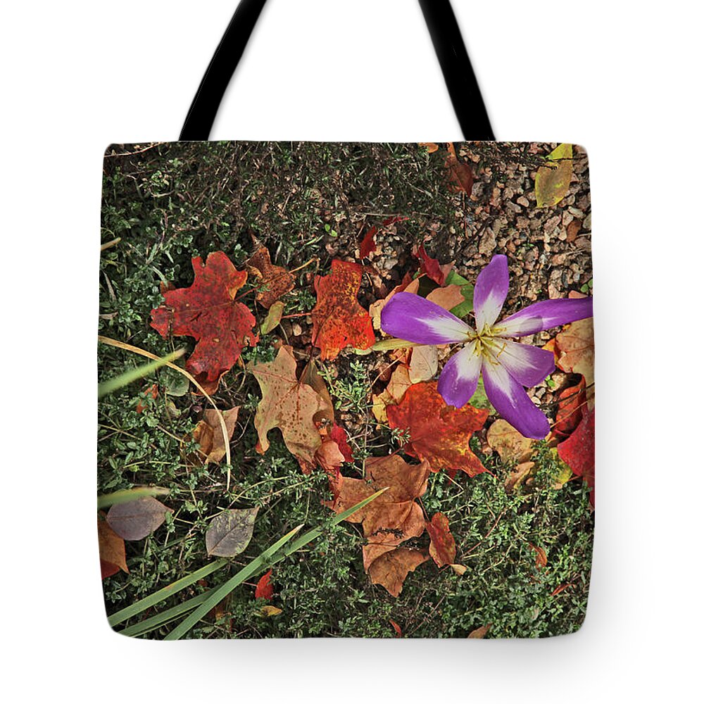 Fall Grasses And Leaves Rusts Browns Greens And Browns Purple And White Anemone Colorado Tote Bag featuring the photograph Fall Grasses and Leaves Rusts Browns Greens and Browns Purple and White Anemone Colorado 2 10222017 by David Frederick