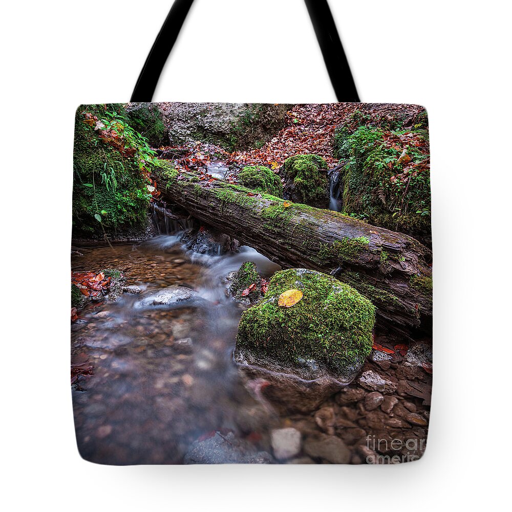 1x1 Tote Bag featuring the photograph Fall In The Woods by Hannes Cmarits