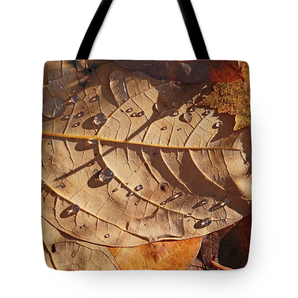 Fall Tote Bag featuring the photograph Fall Leaves and Dew 14 2017 by Mary Bedy