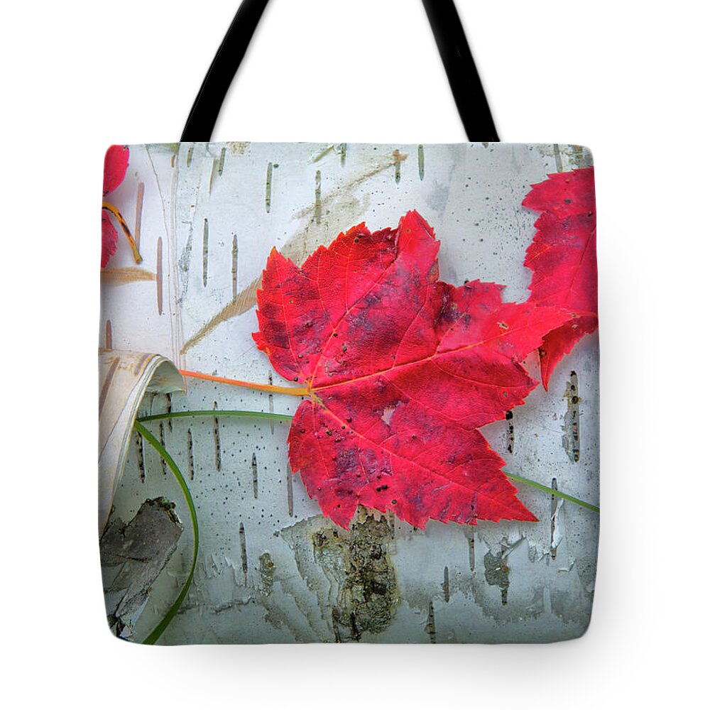 Maple Leaves Tote Bag featuring the photograph Fall Leaves on Birch by Nancy Dunivin