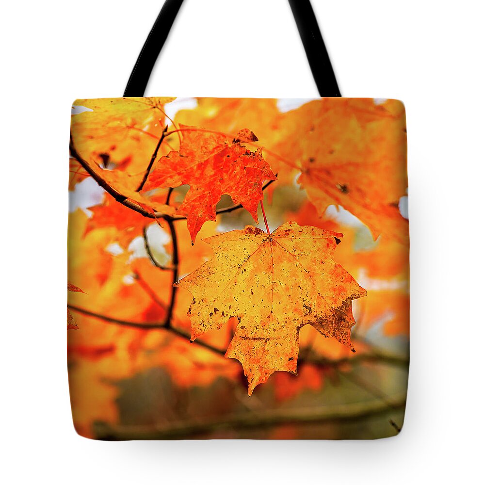 Landscape Tote Bag featuring the photograph Fall Maple Leaf by Joe Shrader