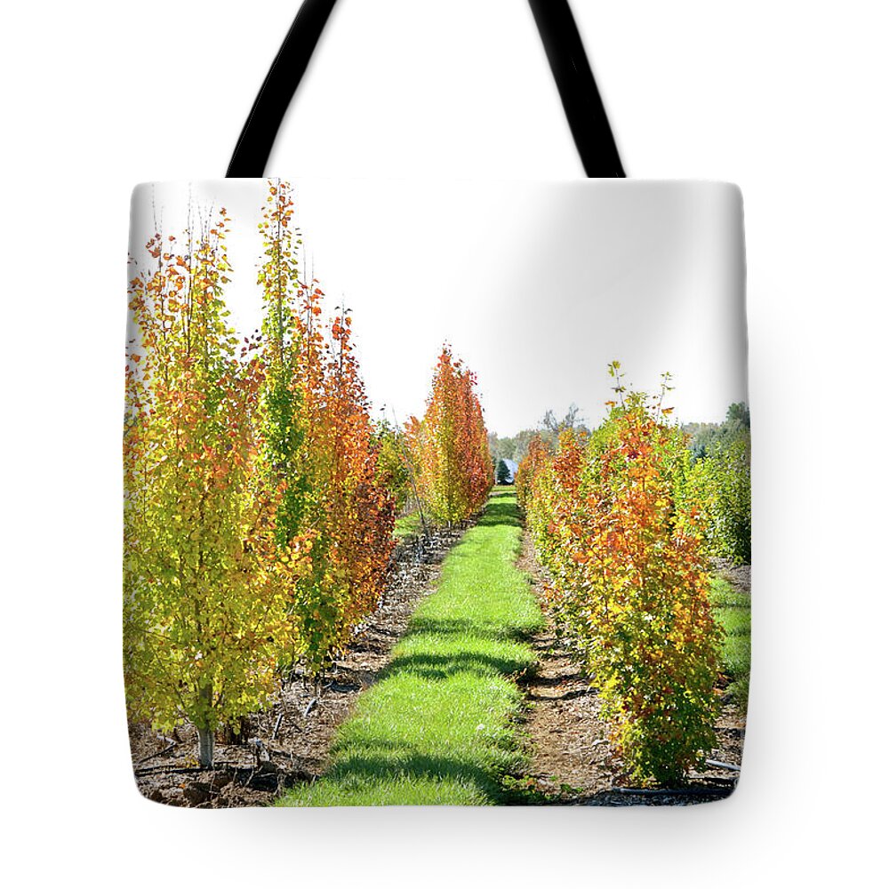 Fall Tote Bag featuring the photograph Fall on the Tree Farm by Cindy Schneider