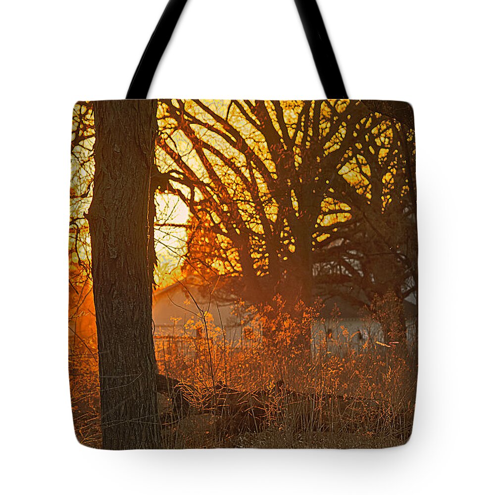 Danada Forest Preserve Tote Bag featuring the photograph Fall sunset in the woods by Joni Eskridge
