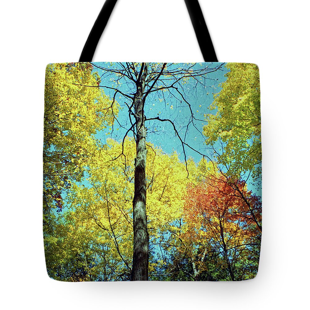 Fall Tote Bag featuring the photograph Fall Trees by Doolittle Photography and Art