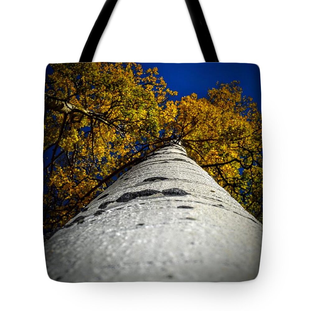 Aspen Tree Tote Bag featuring the photograph Falling Up by Michael Brungardt