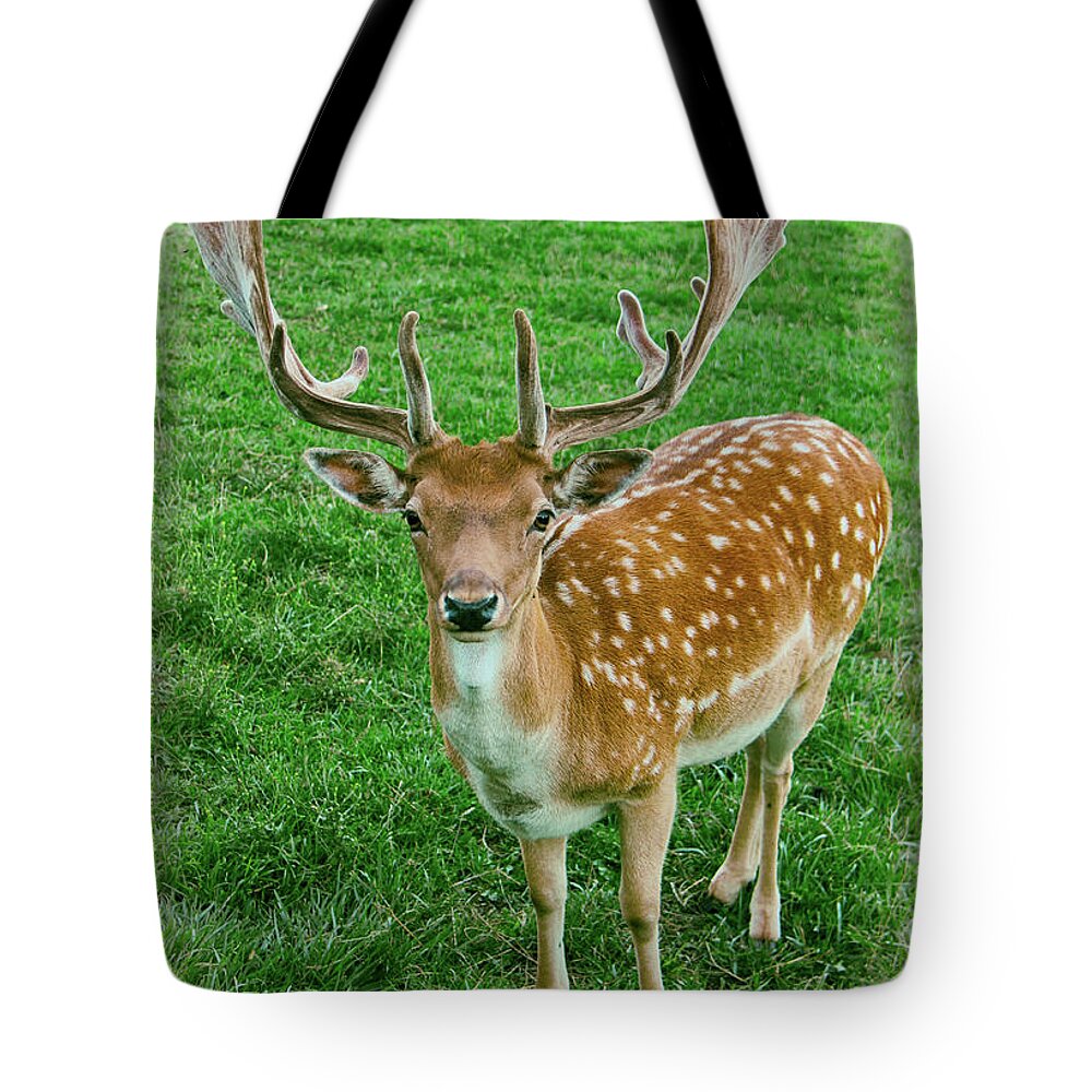 Europe Tote Bag featuring the photograph Fallow Deer by Kasia Bitner