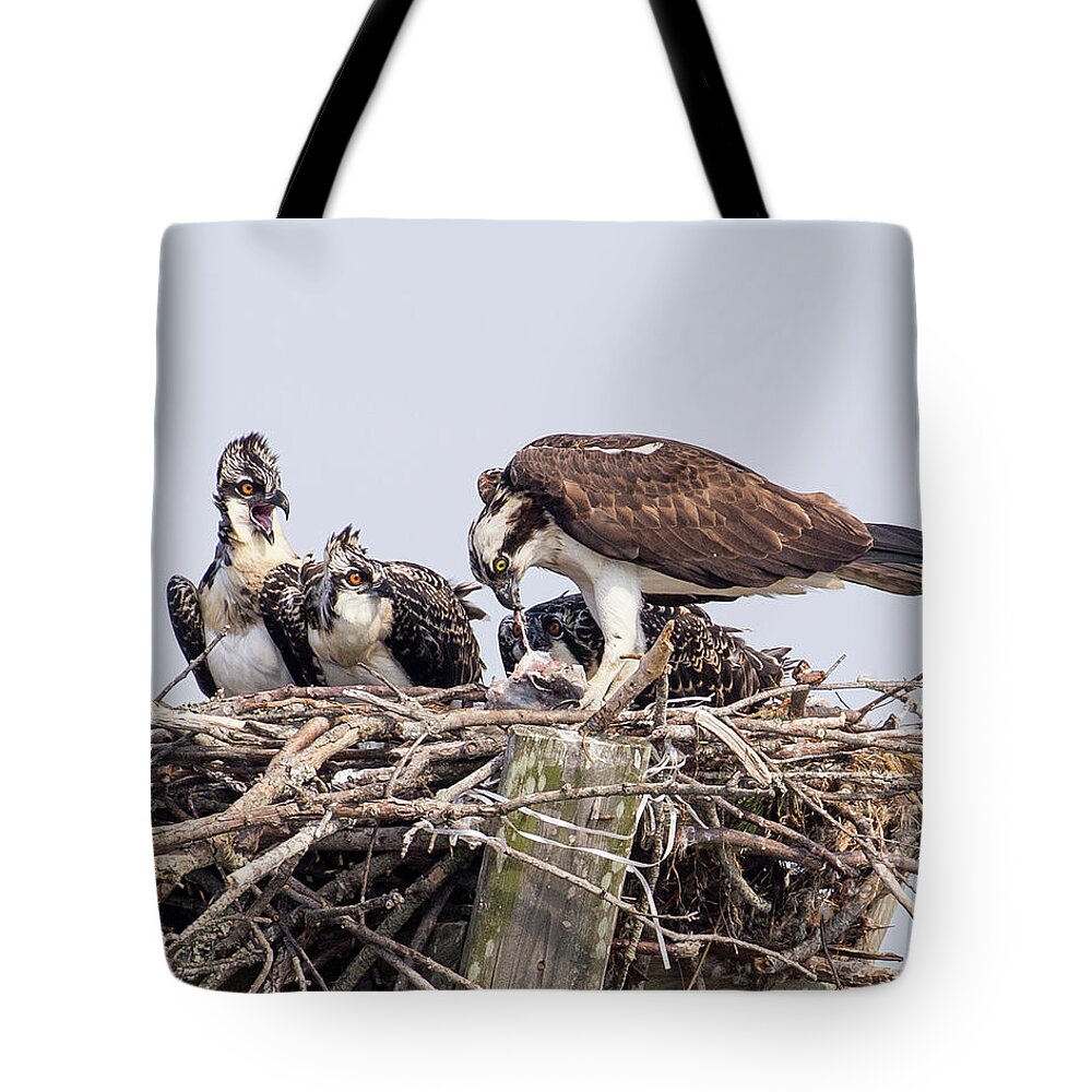 Osprey Tote Bag featuring the photograph Family Meal by Alan Raasch