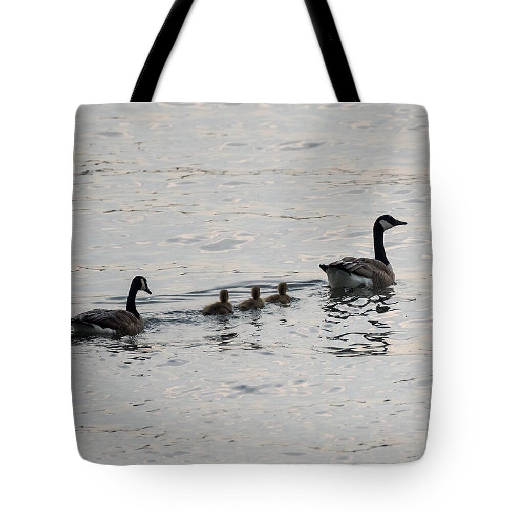 Goose Tote Bag featuring the photograph Family of Canada Geese on the Ohio River by Holden The Moment