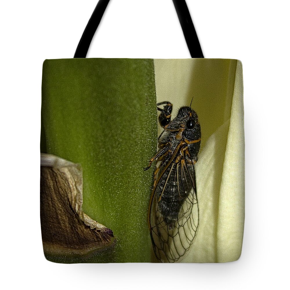 Cicada Tote Bag featuring the photograph Fancy Meeting You Here by Becky Titus