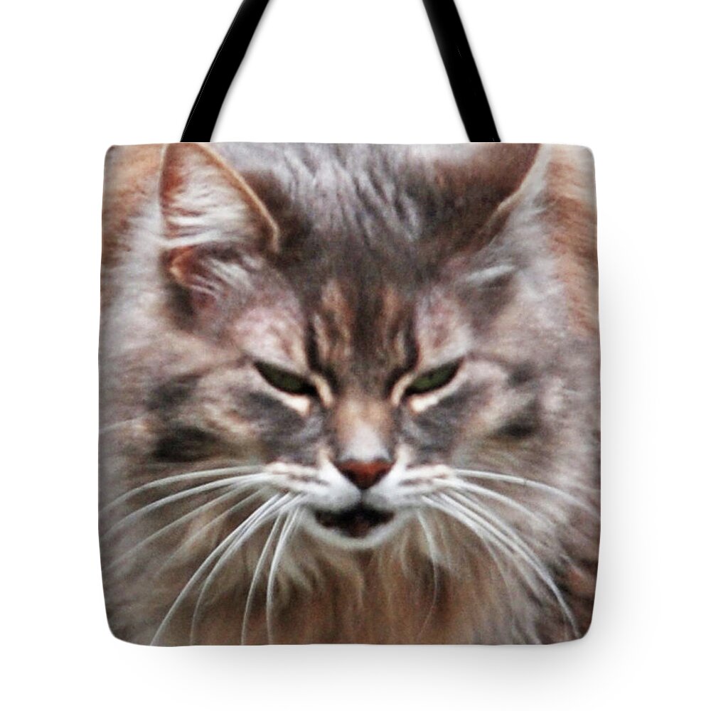 Cat Tote Bag featuring the photograph Fat Cats of Ballard 4 by Carol Eliassen