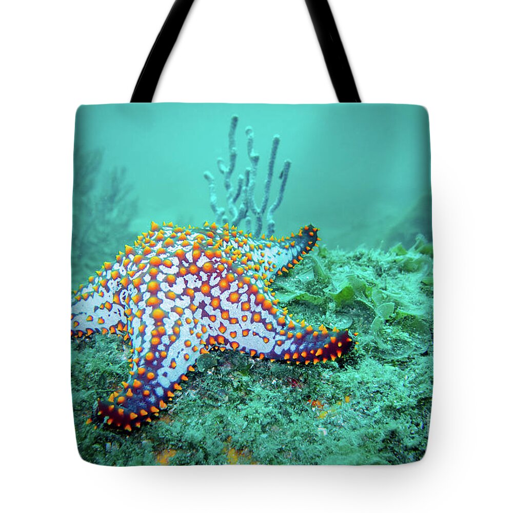 Coral Reef Tote Bag featuring the photograph Fat Sea Star by Becqi Sherman