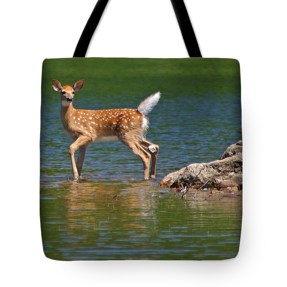 Whitetail Tote Bag featuring the photograph Fawn in Water by Brook Burling