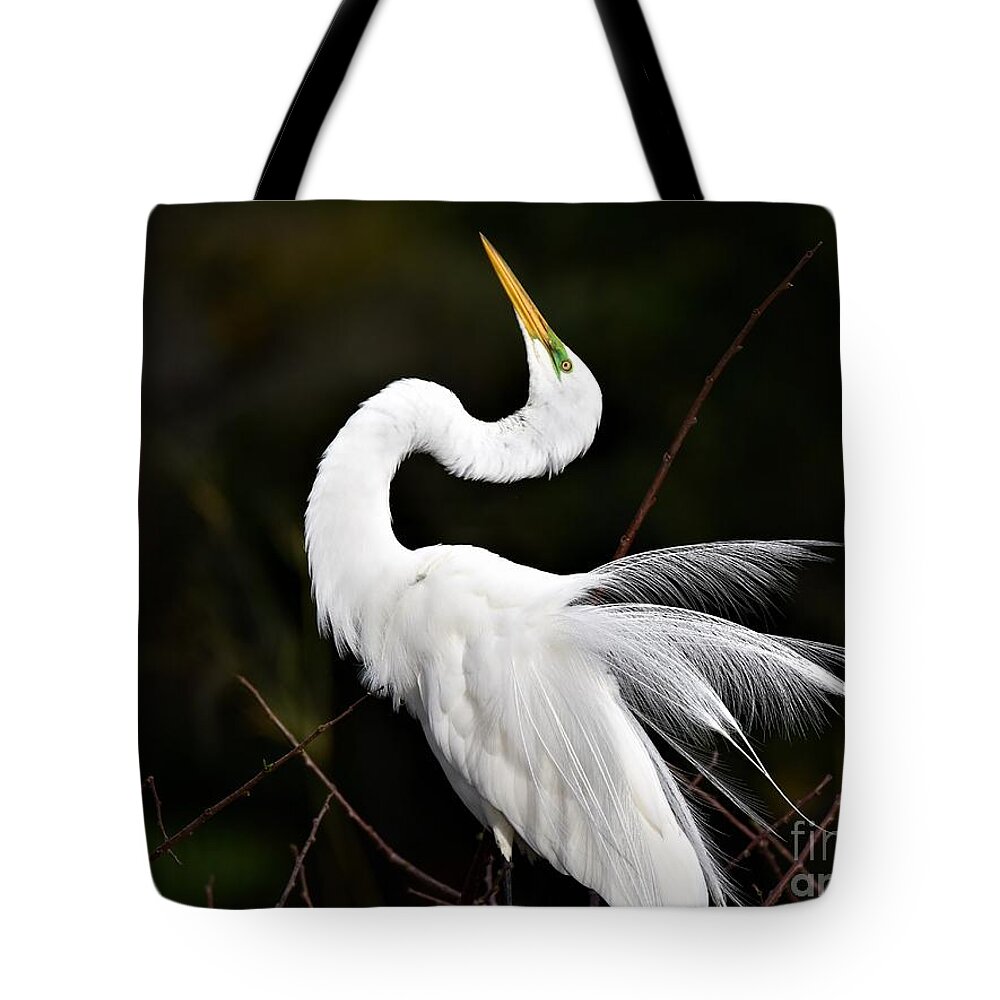Great White Egret Tote Bag featuring the photograph Feathers On Display by Julie Adair