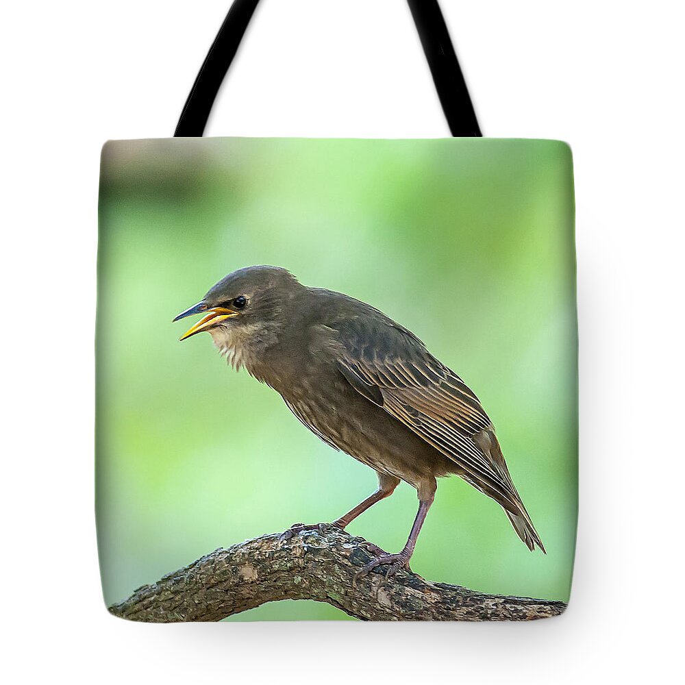 Starling Tote Bag featuring the photograph Feed Me by Cathy Kovarik