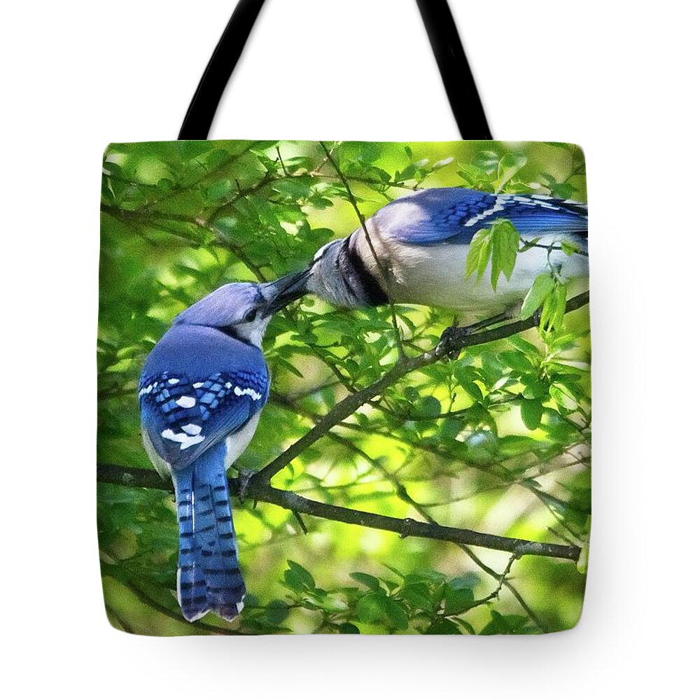 Wildlife Tote Bag featuring the photograph Feed Me Part 1 by John Benedict