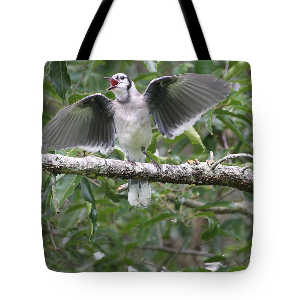 Bird Tote Bag featuring the photograph Feed Me by Wendy Coulson