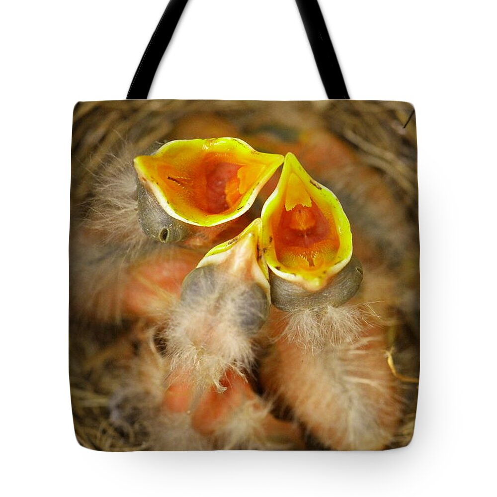 Robins Tote Bag featuring the photograph Feeding Time by Jeff Swan