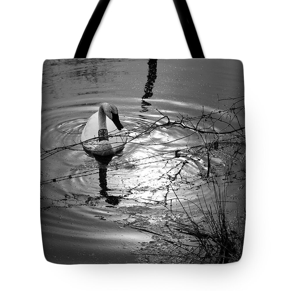 Trumpeter Swan Tote Bag featuring the photograph Feeding Trumpeter Swan in Black and White by Michael Dougherty