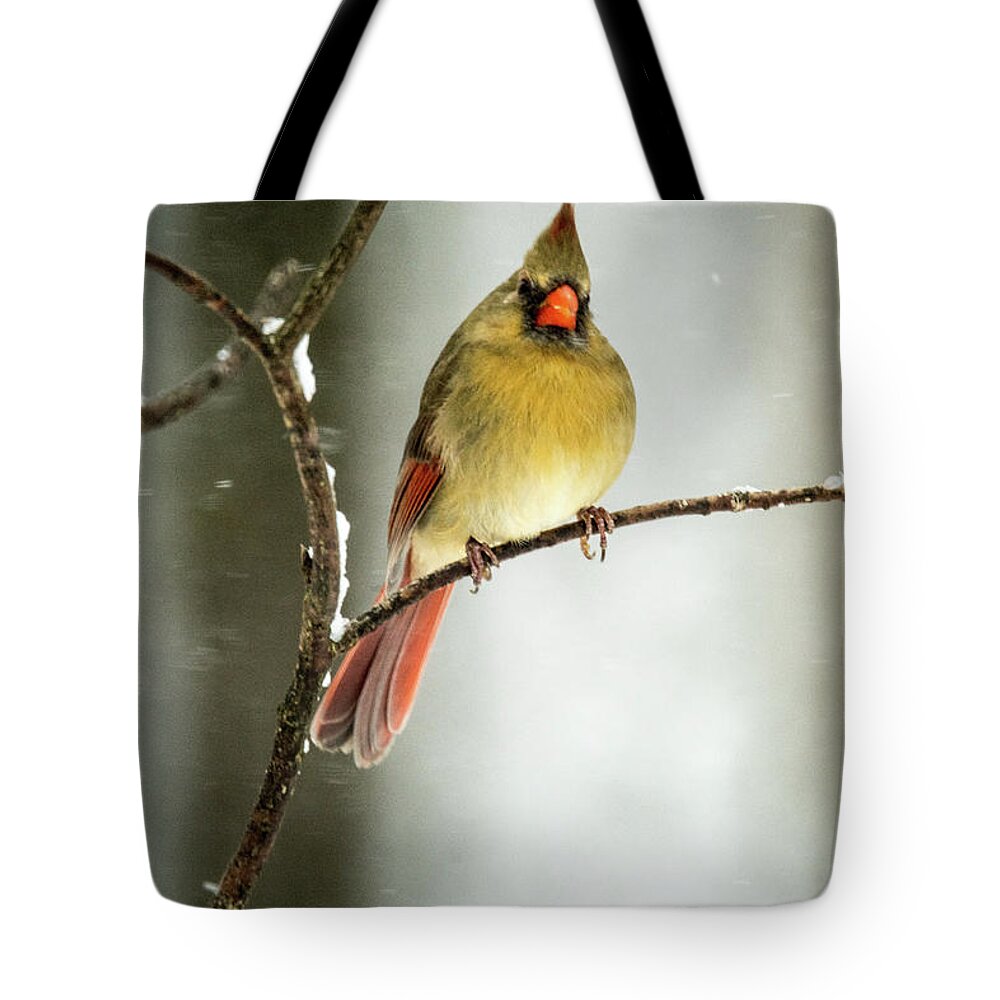 Female Tote Bag featuring the photograph Female Cardinal in Snowstorm by Douglas Barnett