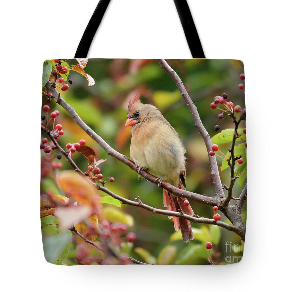 Female Cardinal Tote Bag featuring the photograph Female Cardinal in the Berries by Kerri Farley