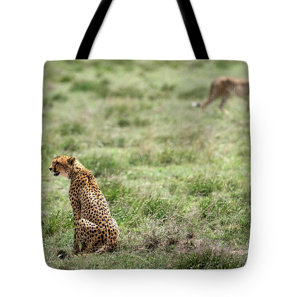 Cheetah Tote Bag featuring the photograph Female cheetah and male on the background by RicardMN Photography