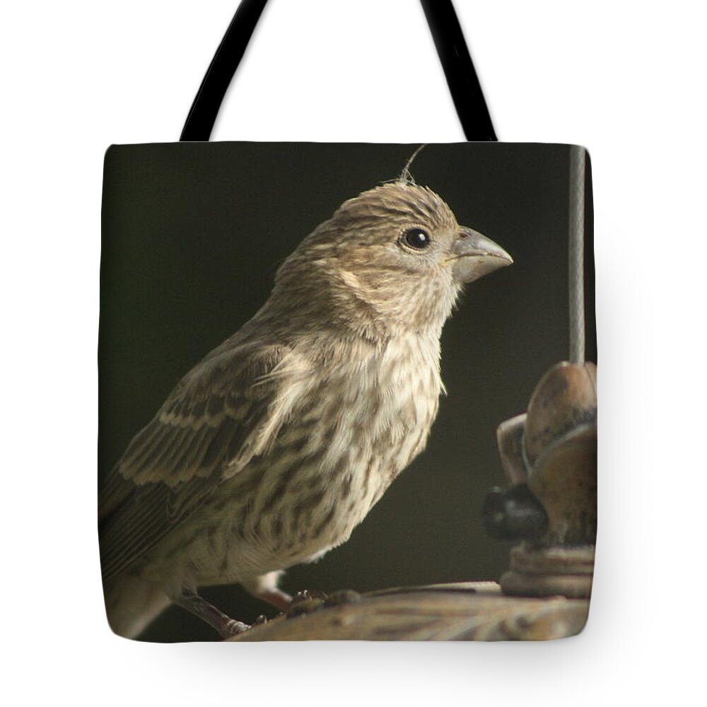 Female House Finch Tote Bag featuring the photograph Female House Finch on Feeder by Colleen Cornelius