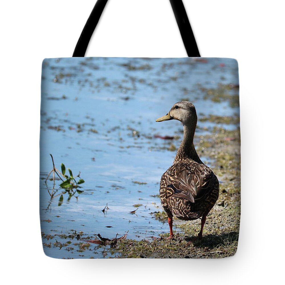 Mallard Duck Tote Bag featuring the photograph Female Mallard by the Pond by Carol Groenen