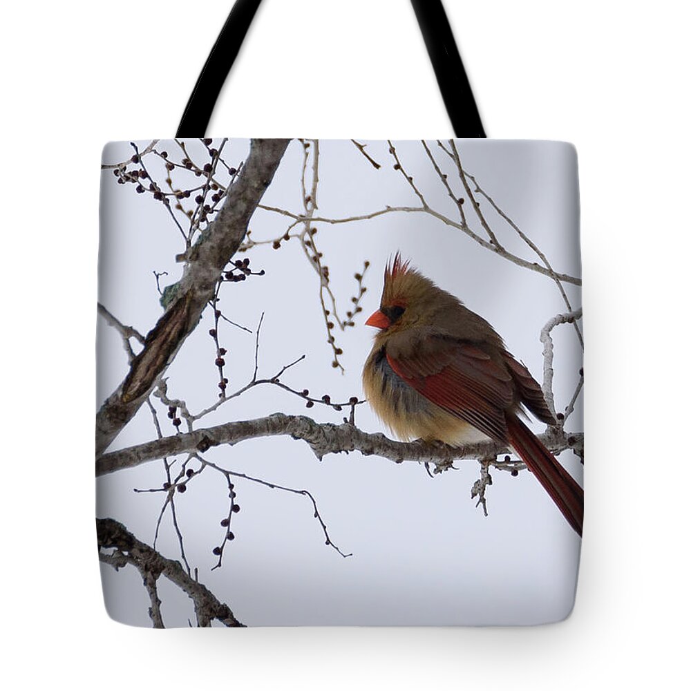 Northern Cardinal Tote Bag featuring the photograph Female Northern Cardinal by Holden The Moment